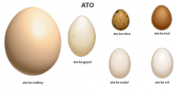 ato ( oeuf )