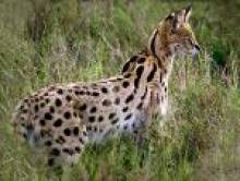 abrugol (serval)