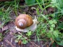 benev (escargot)