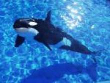 binjol (épaulard, orque) binjol (épaulard, orque)