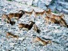 blizdol (mouflon)