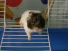 cofol (hamster)