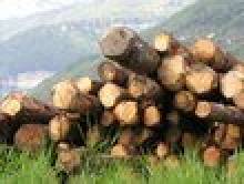 drim (bille de bois, fût, tronc)