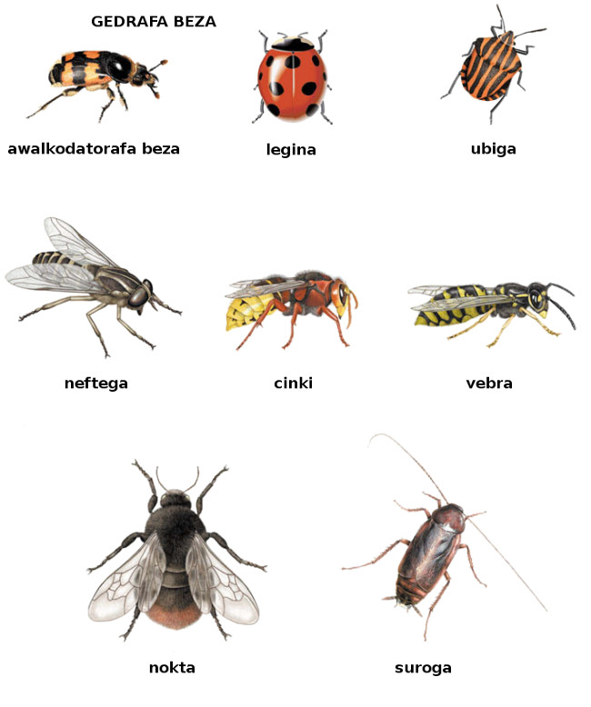 Beza (insectes)