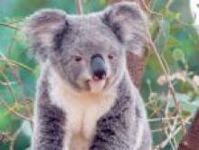 koalol (koala)