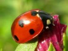 legina (coccinelle)