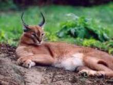 mutcol (caracal)