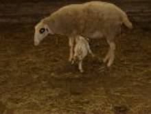 namulol (mouton, brebis)