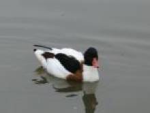 nudol (canard) nudol (canard)