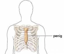 penig (sternum)