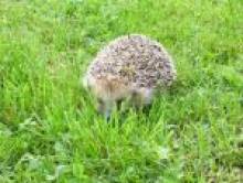 poegol (hérisson) poegol (hérisson)