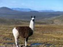 pratcol (lama)