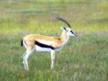 rayol (gazelle)