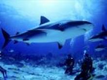ricol (requin)
