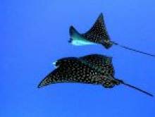 yali (raie (poisson))