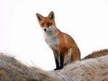 bresitol (renard) bresitol (renard)