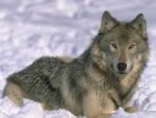 idatcol (loup) idatcol (loup)