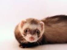 abrikol (furet) abrikol (furet)