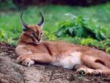 mutcol (caracal) mutcol (caracal)
