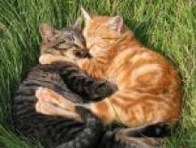 karvol (chat, chatte) karvol (chat, chatte)