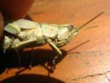 jaya (sauterelle) jaya (sauterelle)