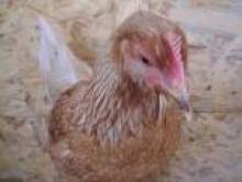 wil (coq, poule, volaille) wil (coq, poule, volaille)