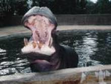 troskol (hippopotame) troskol (hippopotame)