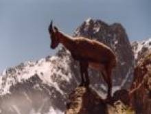 deaxelol (bouquetin) deaxelol (bouquetin)