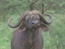 ayadol (buffle) ayadol (buffle)