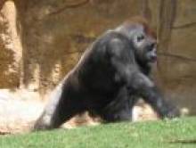 yiwol (gorille) yiwol (gorille)