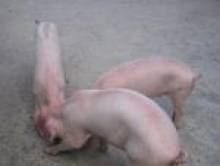 bulol (porc, cochon) bulol (porc, cochon)