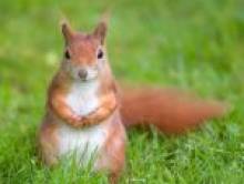 werpol (écureuil) werpol (écureuil)