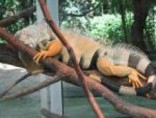 vros (iguane) vros (iguane)