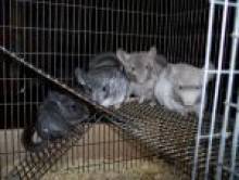 wiftol (chinchilla) wiftol (chinchilla)
