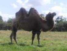 wegidol (chameau, chamelle) wegidol (chameau, chamelle)