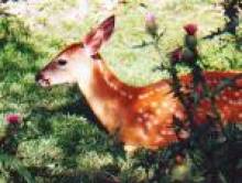 faldol (chevreuil) faldol (chevreuil)