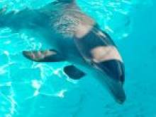 yaburol (dauphin) yaburol (dauphin)