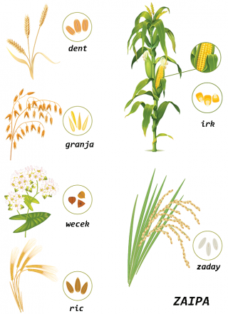 granja (avoine) granja (avoine)