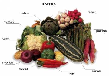 ustov (artichaut) ustov (artichaut)