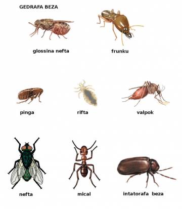 frunku (termite) frunku (termite)