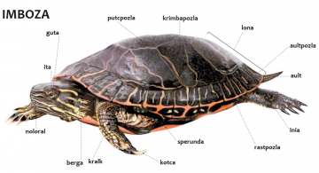 imboza ( tortue ) imboza ( tortue )