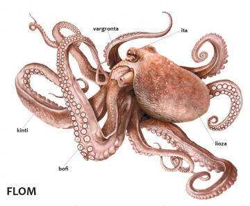 flom ( pieuvre ) flom ( pieuvre )