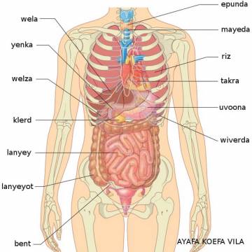 yenka (duodénum) yenka (duodénum)