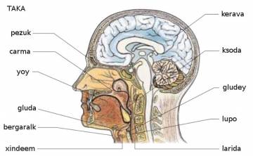 kerava (cerveau) kerava (cerveau)