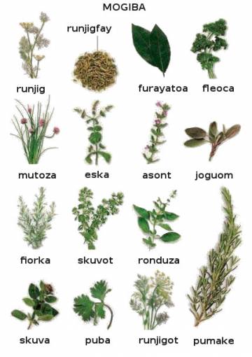 fiorka (estragon) fiorka (estragon)