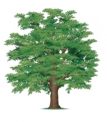 persa ( chêne ) persa ( chêne )