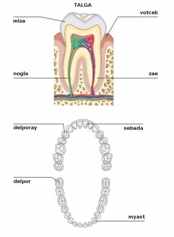 myast (canine) myast (canine)