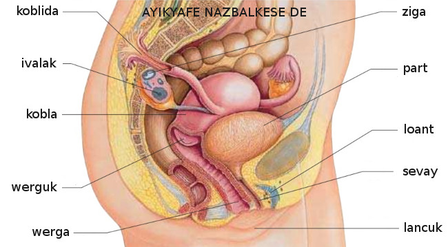 Ayikyafe nazbalkese de (appareil reproducteur féminin) Ayikyafe nazbalkese de (appareil reproducteur féminin)
